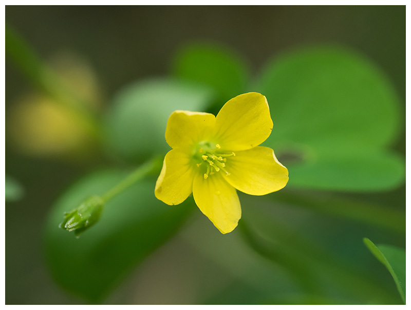 Oxalis fontana    