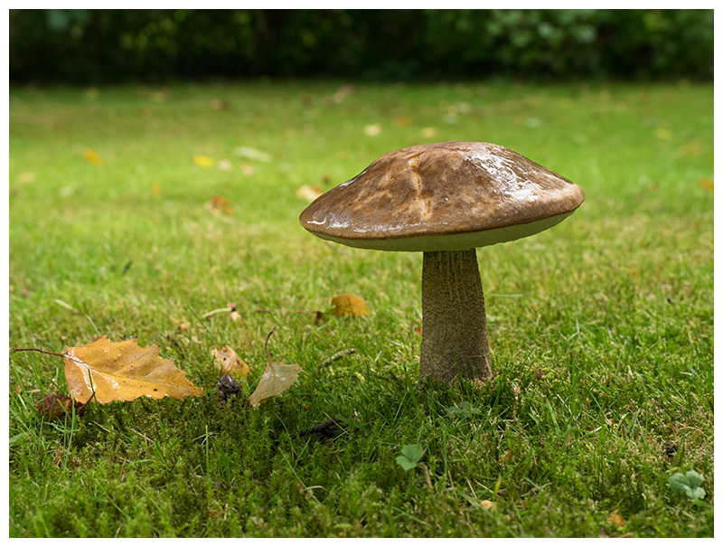 Leccinum scabrum