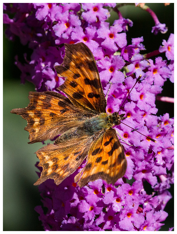 Polygonia c-album