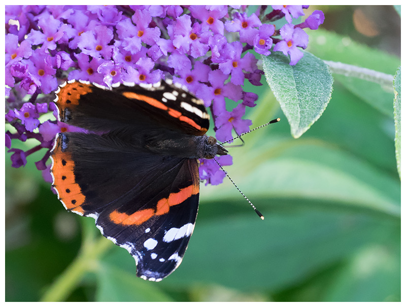 Vanessa atalanta