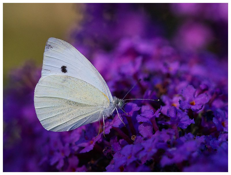 Pieris rapae