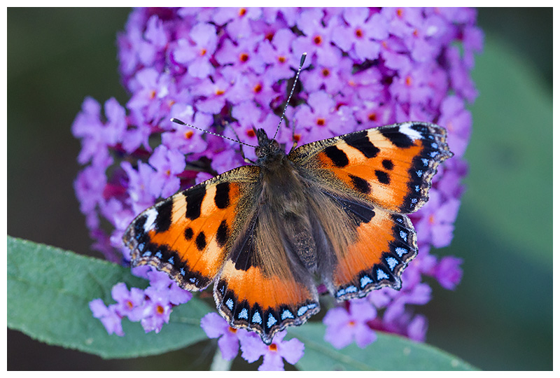 Aglais urticae