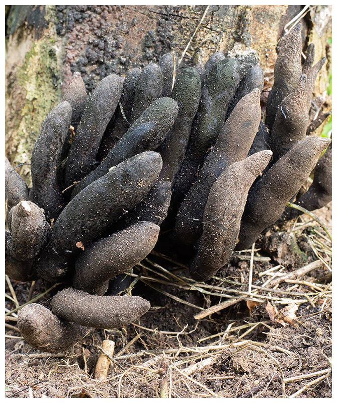 Xylaria polymorpha