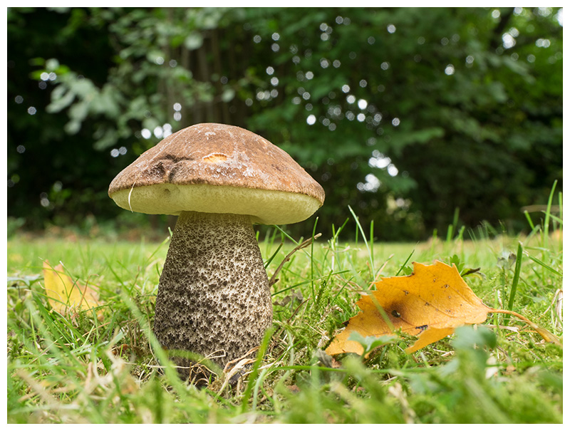 Leccinum scabrum
