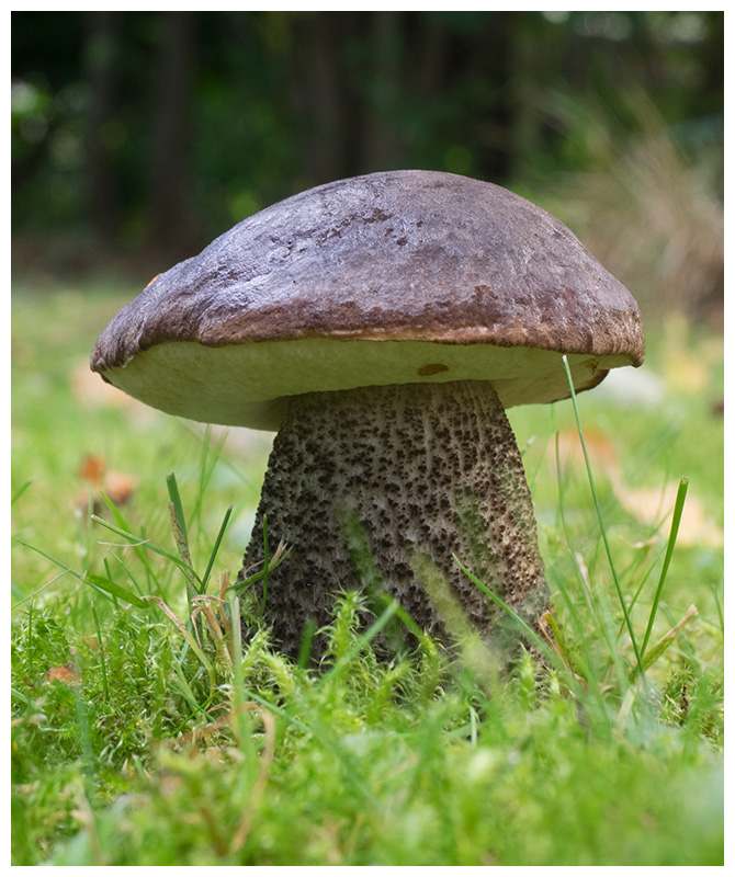 Leccinum scabrum