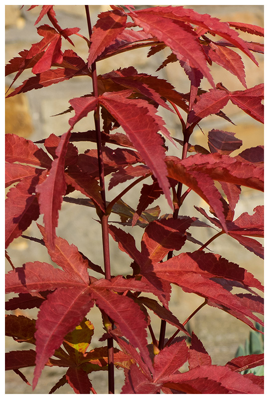 Acer atropurpureum