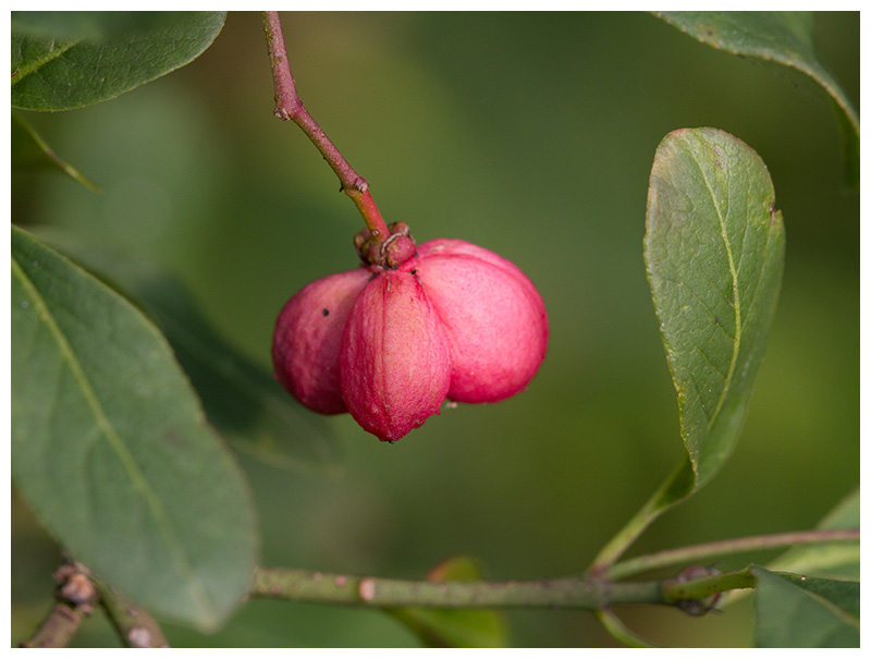 Euonymus europaeus  