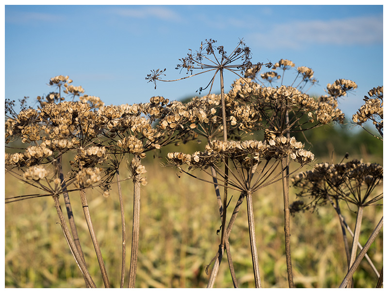 Heracleum mantegazzianum    