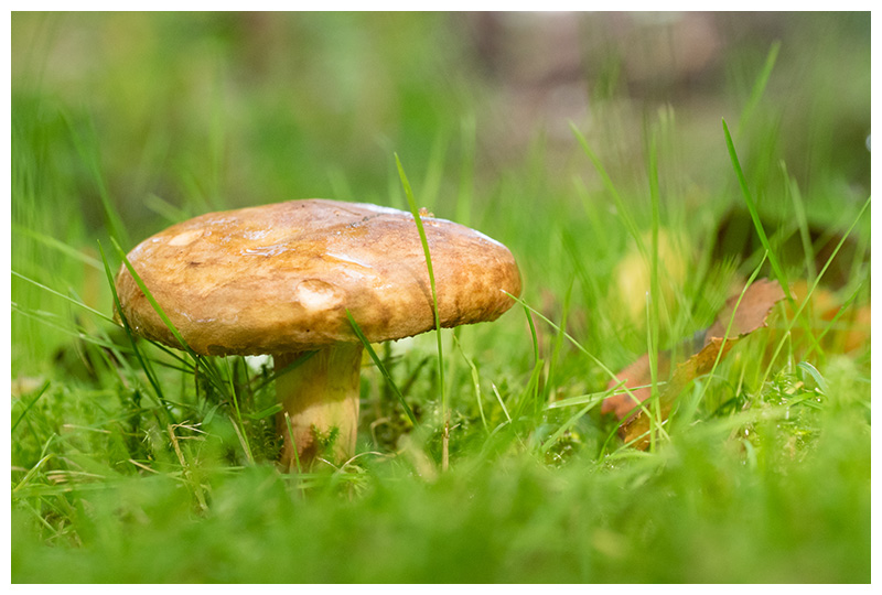 Paxillus involutus