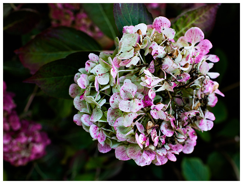 Hydrangea