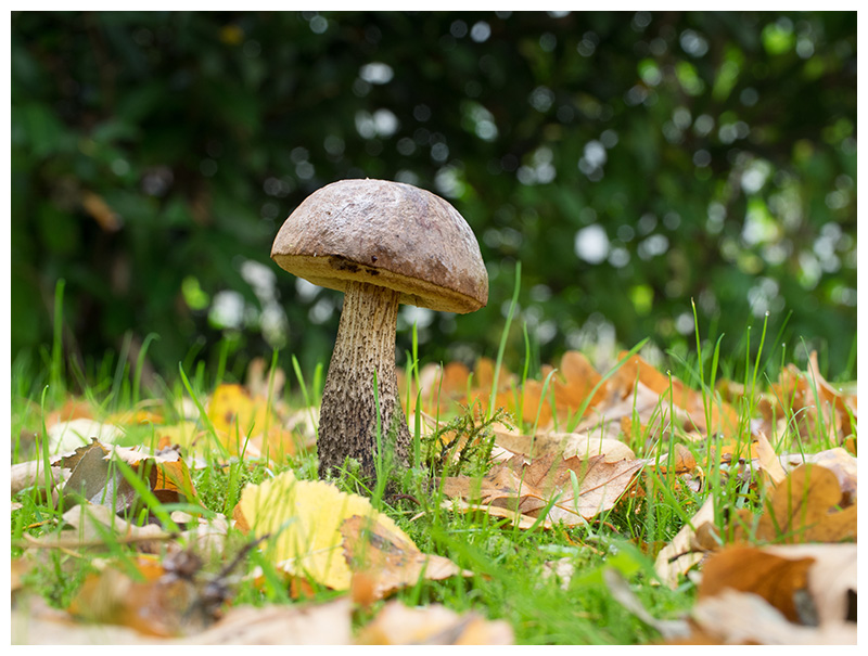 Leccinum scabrum