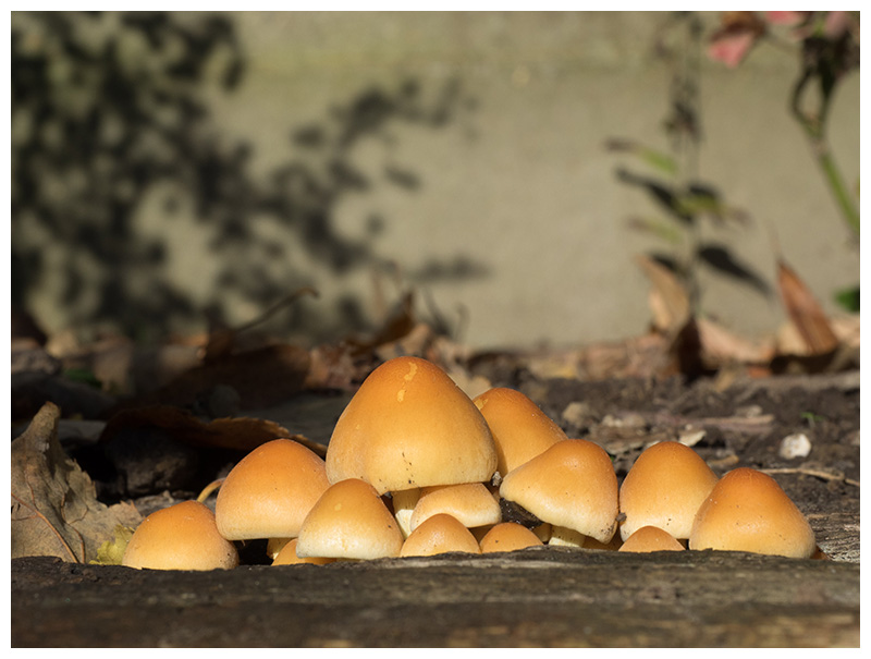 Hypholoma sublateritium