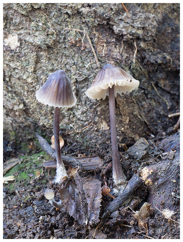 Mycena galopus var. nigra