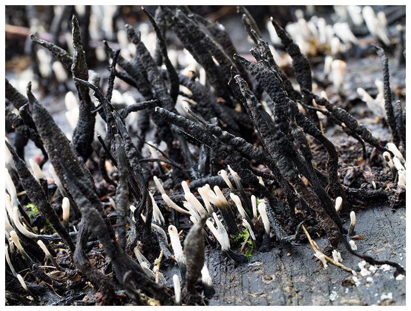 Xylaria hypoxylon  