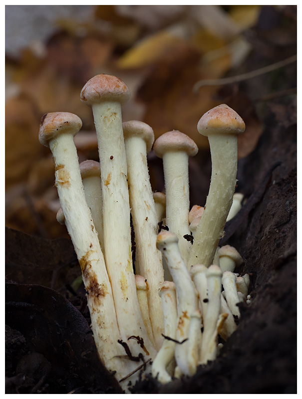 Hypholoma sublateritium