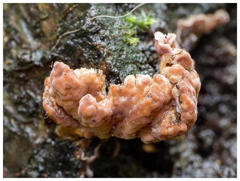 Cylindrobasidium laeve