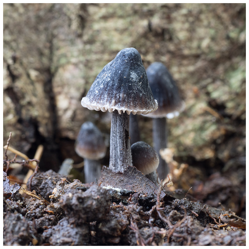 Mycena galopus var. nigra