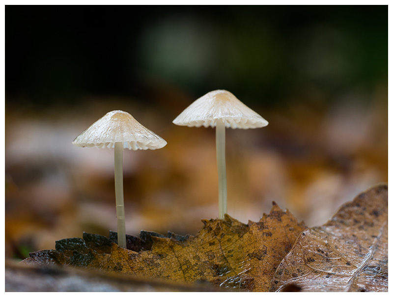 Mycena filopes