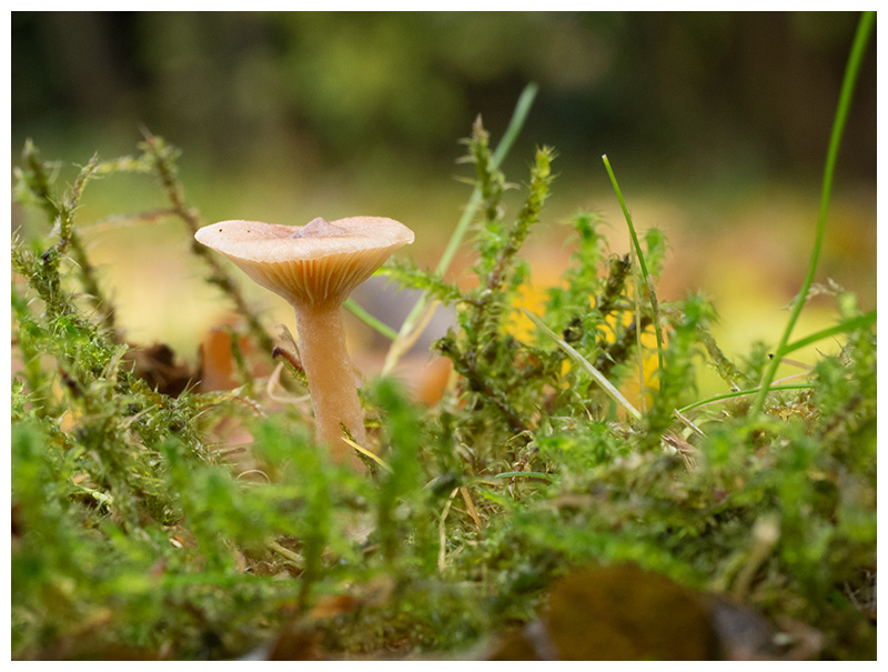 Lactarius glyciosmus