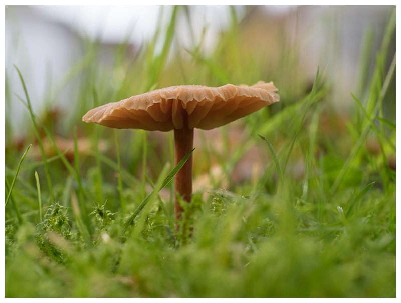 Laccaria laccata