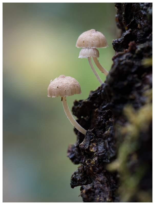 Mycena rhenana