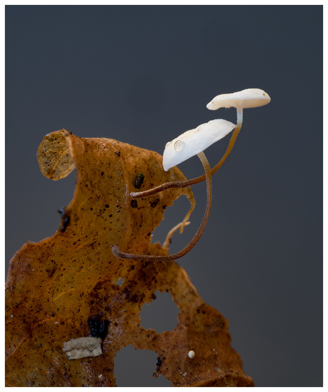 Marasmius epiphyllus