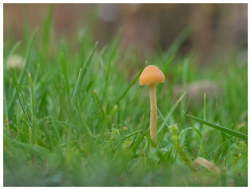 Galerina hypnorum