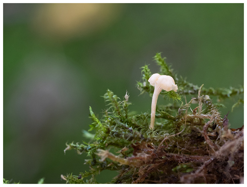 Microcollybia spec.