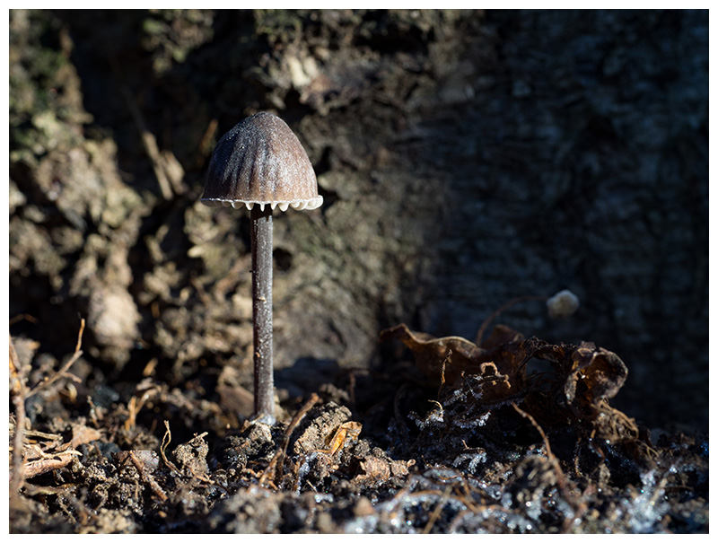 Mycena galopus var. nigra