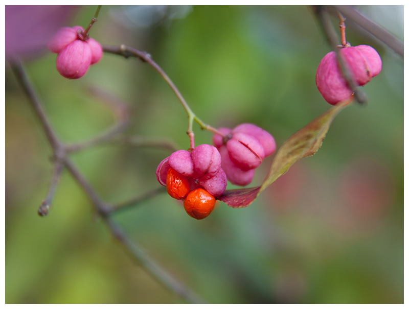 Euonymus europaeus