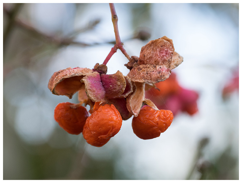 Euonymus europaeus