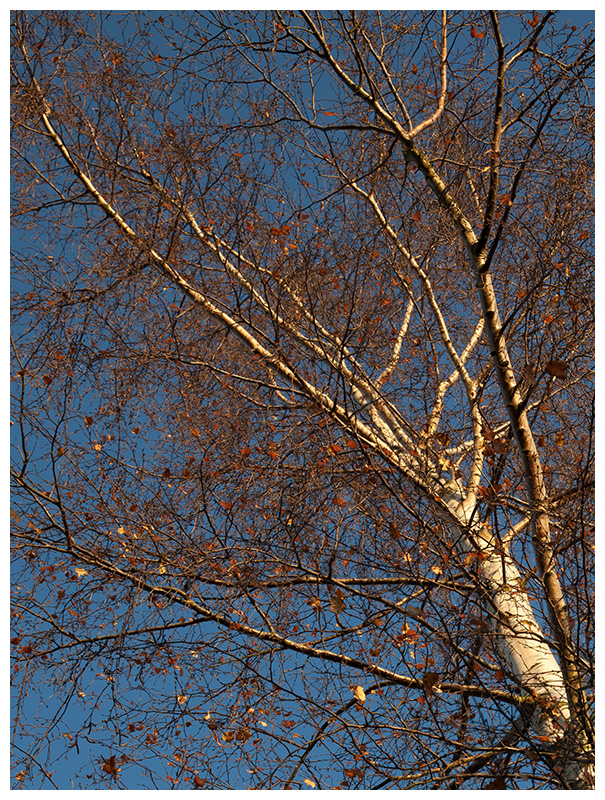 birch