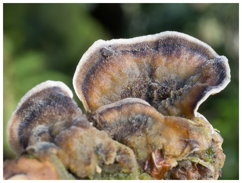 Trametes