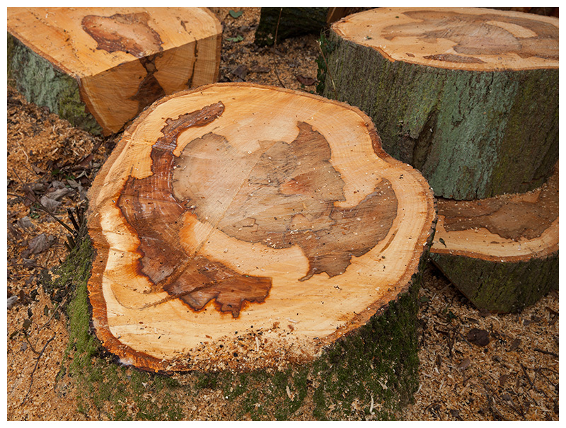 lime tree felled