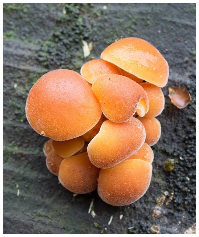Flammulina velutipes