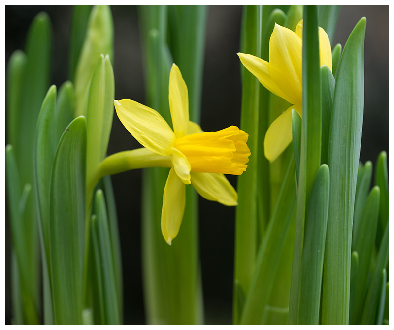 Narcissus