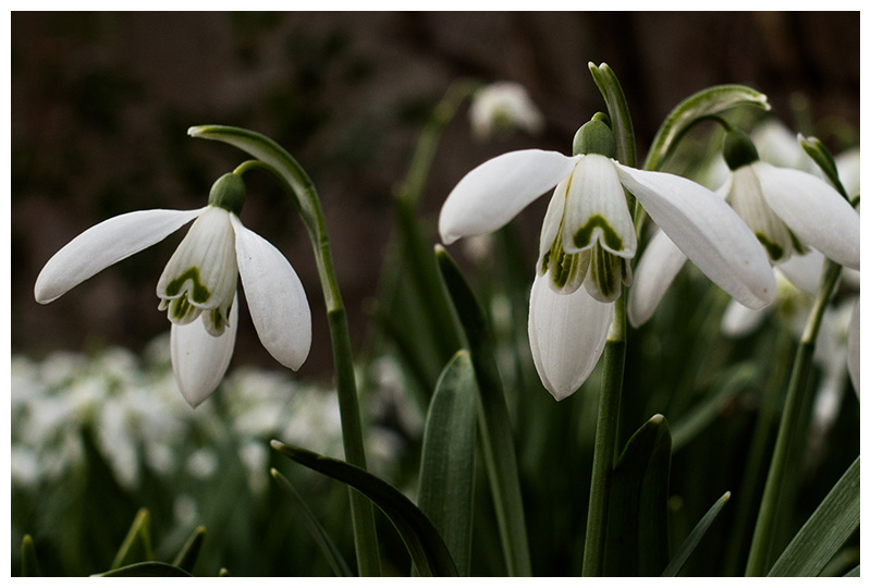 Galanthus nivalis