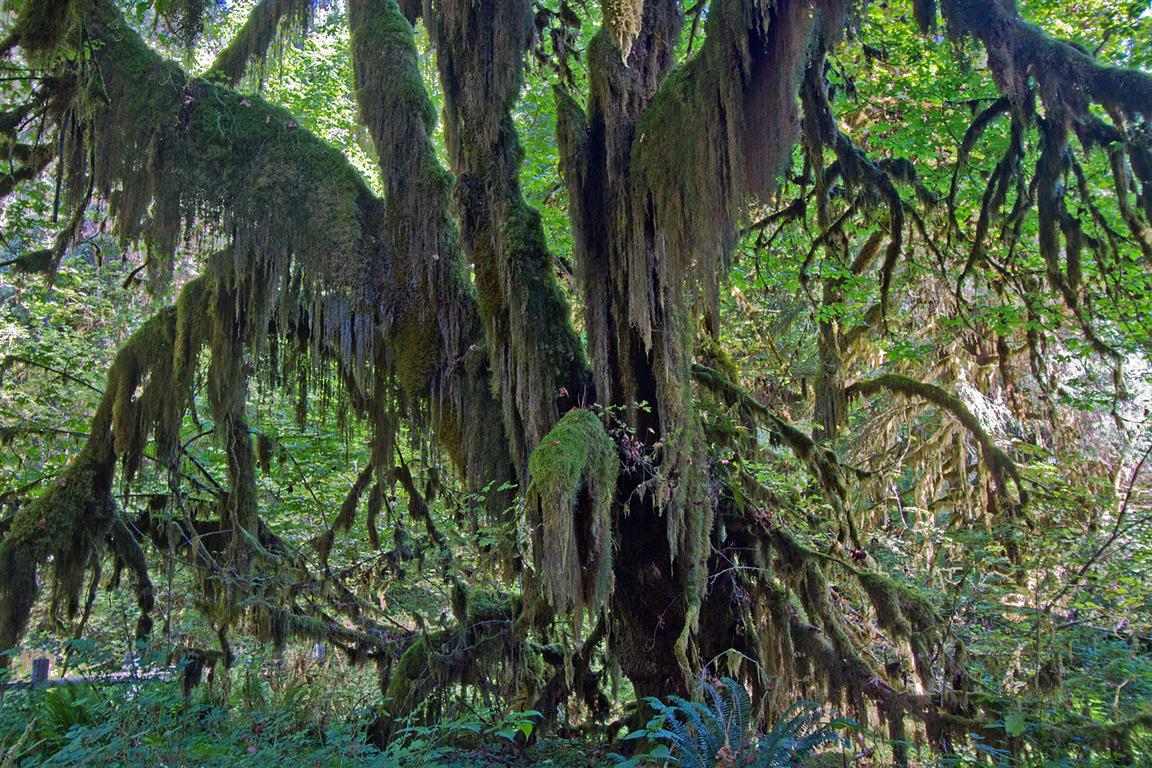 Hoh Rain Forest