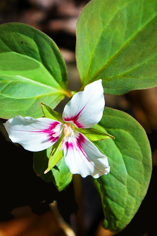 Painted Trillium
