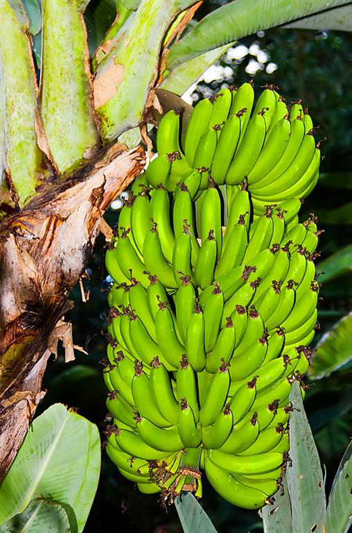 Green Bananas
