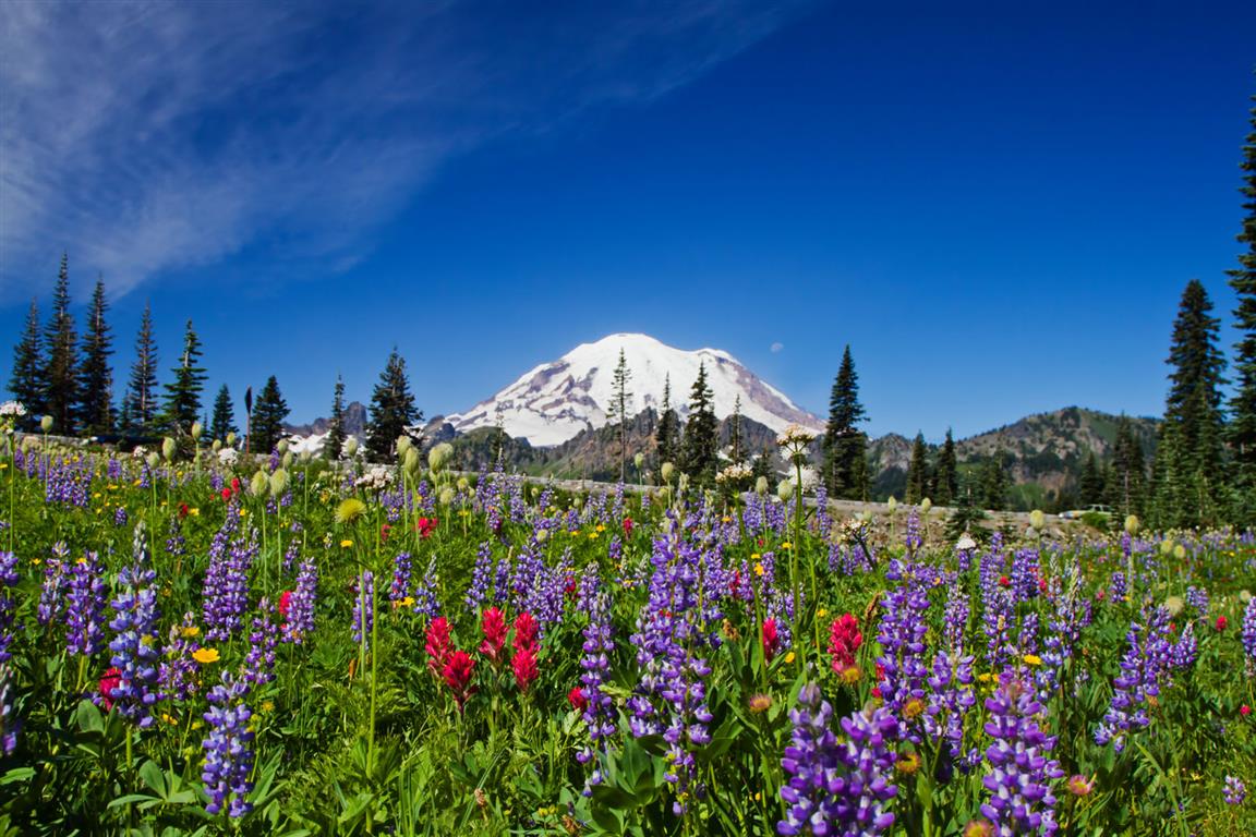 Mt Rainier