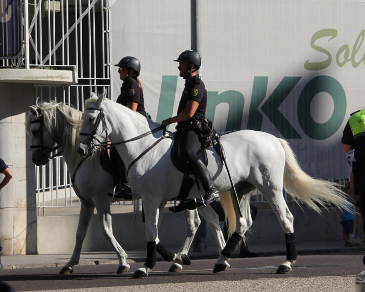 Police Horses