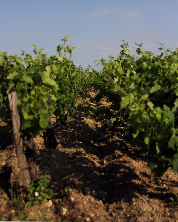 Lesparre Vines