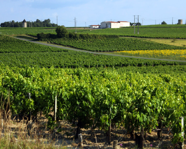 Vineyards
