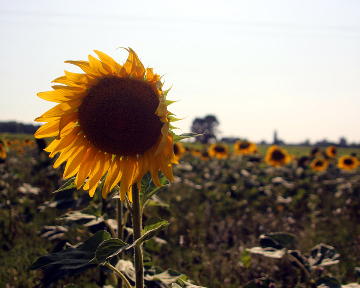 Sunflower