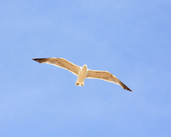 Seagull