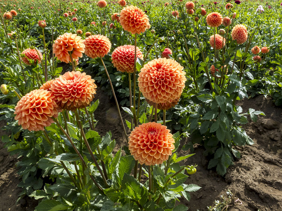 Organge Dahlia