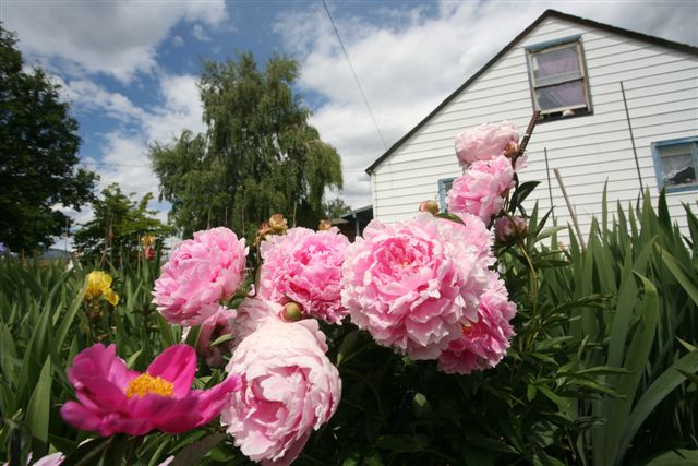 Patties Peonies