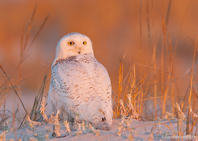 SnowyOwl28c0016.jpg