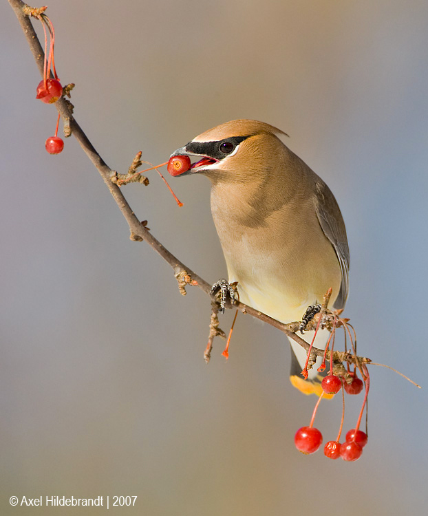 CedarWaxwing16c4999.jpg